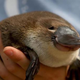 Image for article titled Australian Animals That Won't Kill You, Ranked